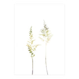 Neutral Astilbe (Print Only) thumbnail