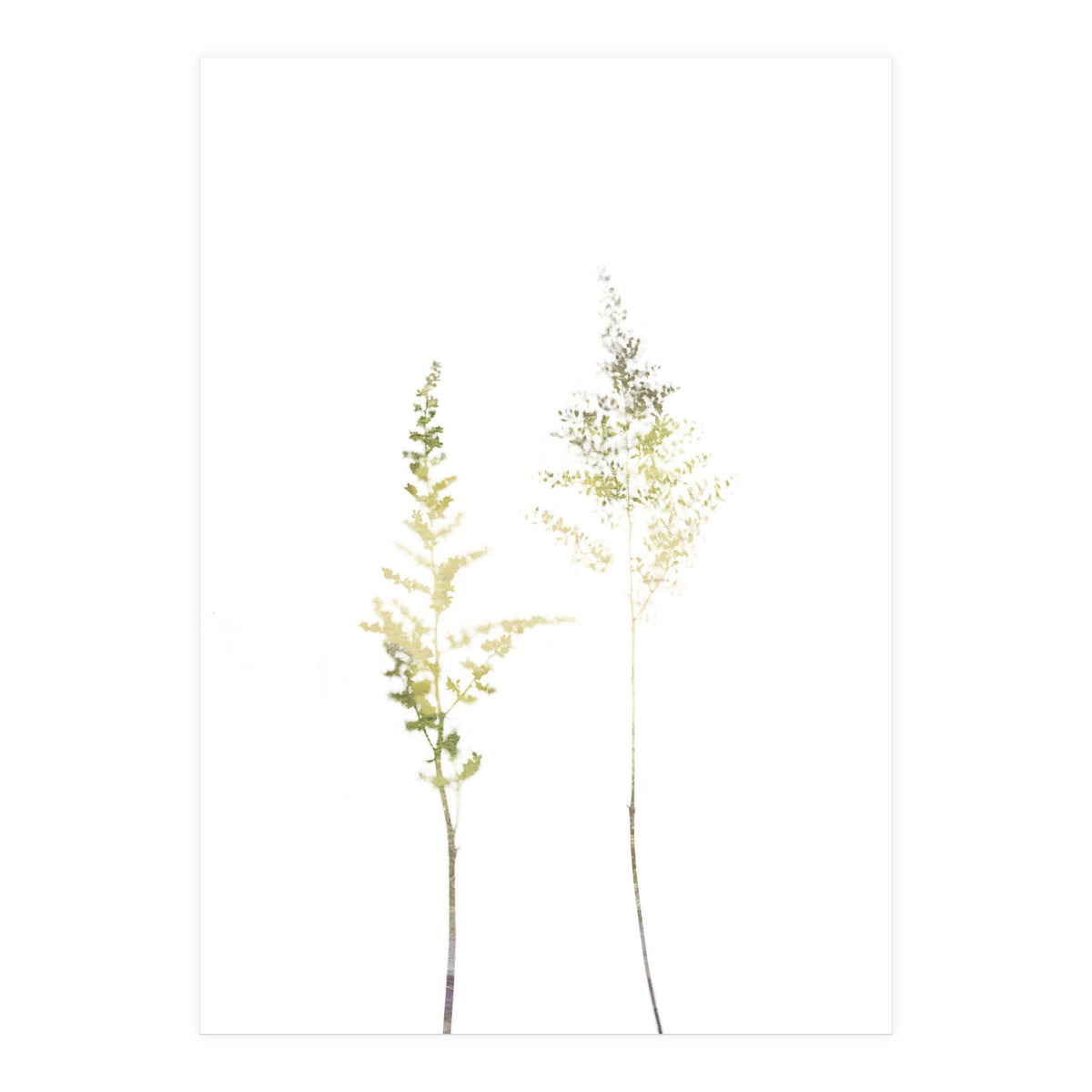 Neutral Astilbe (Print Only)